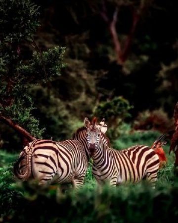 Wildlife & Eco-Tourism